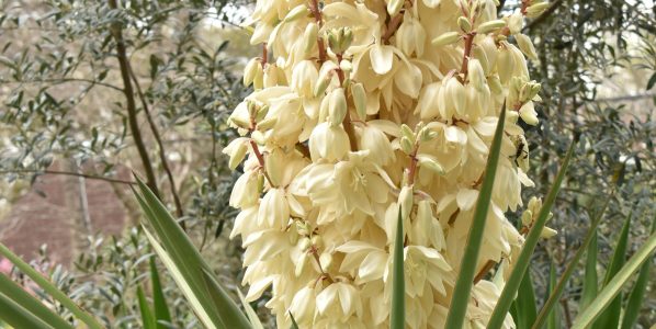 The Omnivores' Palate